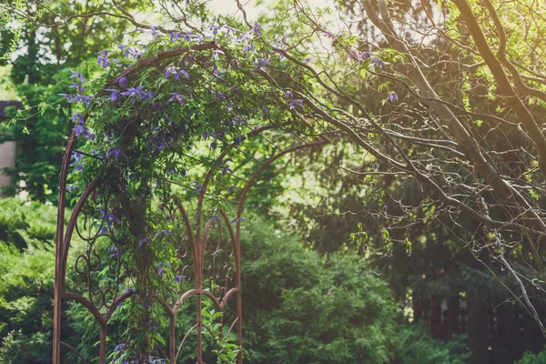 Projeto paisagístico, abetos e flores perenes — Fotografia de Stock