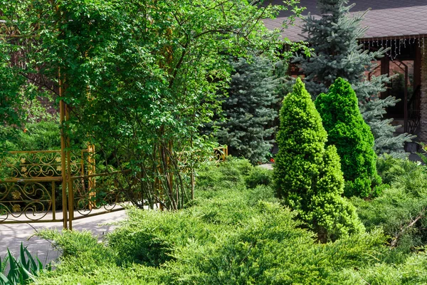 Ландшафтный дизайн, вечнозеленые ели и кустарники — стоковое фото