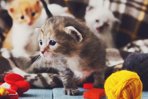 Gatito recién nacido blanco y naranja en una manta a cuadros —  Fotos de Stock