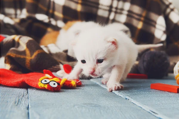 White nowonarodzone kitten w pled koc — Zdjęcie stockowe