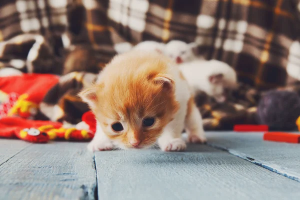 Gatito recién nacido rojo anaranjado en una manta a cuadros —  Fotos de Stock