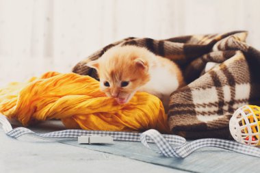 Ekose battaniye de kırmızı turuncu yeni doğan kedi