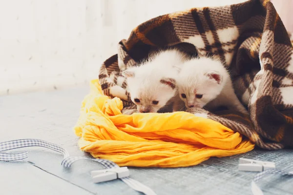 Pisoi nou-născuți albi într-o pătură de carouri — Fotografie, imagine de stoc
