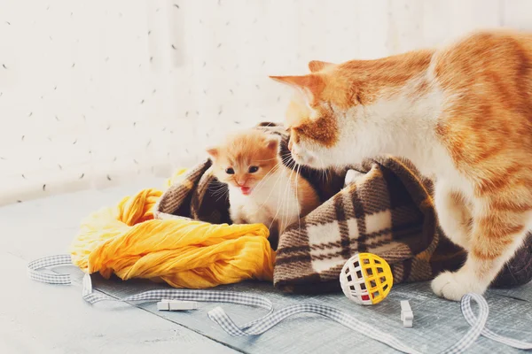 Mamma katt kommer till kattunge — Stockfoto