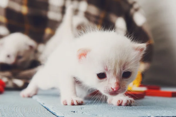 Gatito blanco recién nacido en una manta a cuadros —  Fotos de Stock