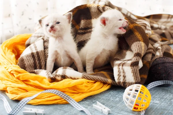 Gatitos blancos recién nacidos en una manta a cuadros —  Fotos de Stock