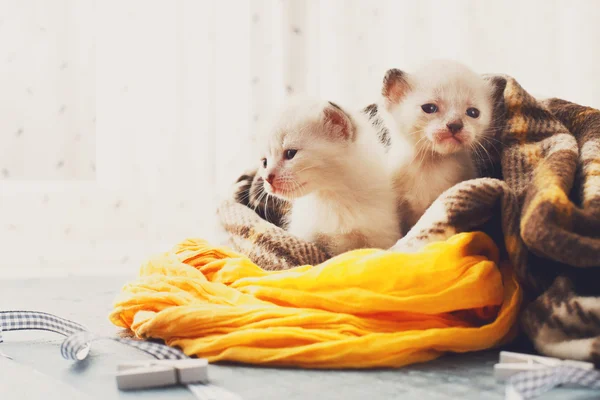 Gatitos blancos recién nacidos en una manta a cuadros —  Fotos de Stock