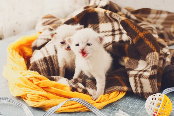 Белые новорожденные котята в клетчатом одеяле — стоковое фото