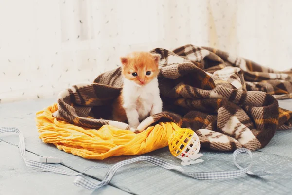 Gatinho recém-nascido laranja vermelho em um cobertor xadrez — Fotografia de Stock