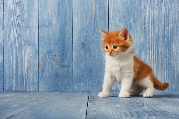 Красный оранжевый котенок у синего дерева — стоковое фото
