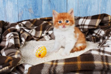 Kırmızı turuncu yavru kedi, mavi ahşap