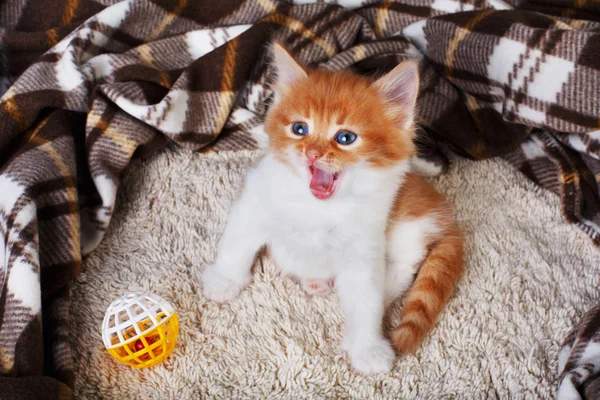 Red orange kitten at blue wood — Stock Photo, Image