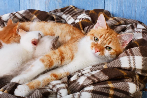 Kot karmienia jej małe kocięta o pled koc — Zdjęcie stockowe
