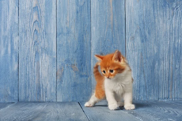 Red orange kitten at blue wood — Stock Photo, Image