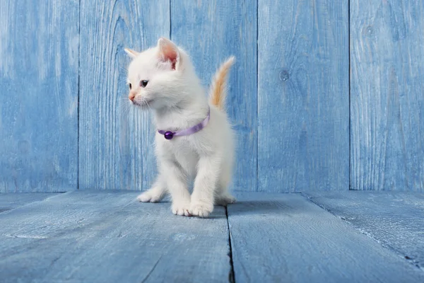 White kitten at blue wood — Stock Photo, Image