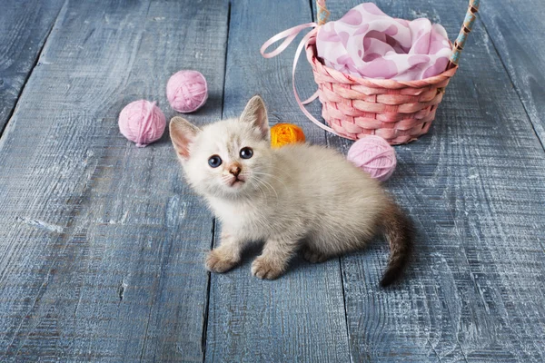 Weiße Kätzchen auf blauem Holz — Stockfoto