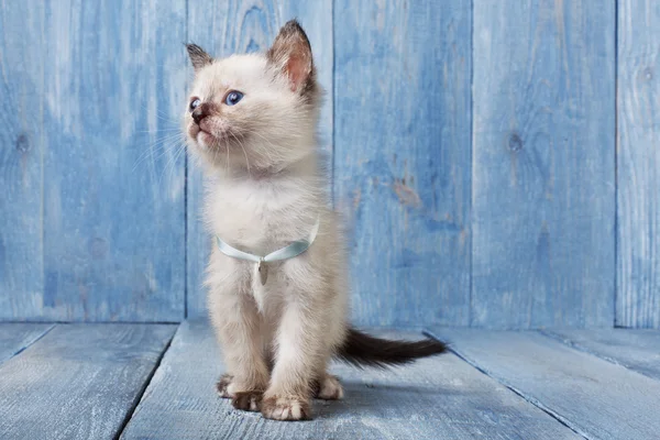 White siamese kitten at blue wood — Stock Photo, Image