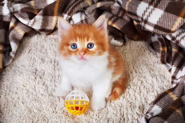 Gatinho laranja vermelho em madeira azul — Fotografia de Stock