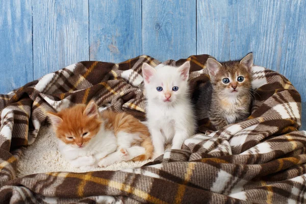 Grupo de gatitos en manta a cuadros —  Fotos de Stock