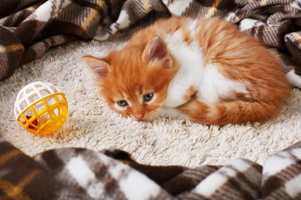 Czerwony pomarańczowy kotek o niebieski drewno — Zdjęcie stockowe