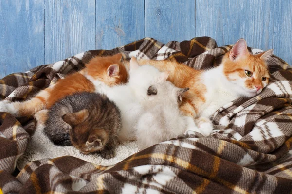 Cat nursing her little kittens at plaid blanket — Stock Photo, Image