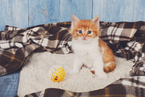 Rojo naranja lindo gatito en azul madera —  Fotos de Stock