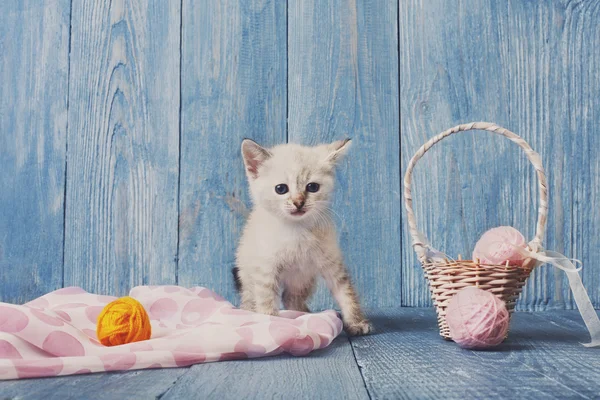 Biały kotek o niebieski drewno — Zdjęcie stockowe