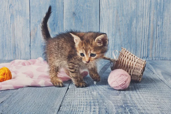Grau gestreiftes Kätzchen auf blauem Holz — Stockfoto