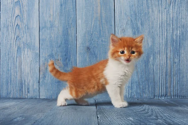 Red orange kitten at blue wood — Stock Photo, Image