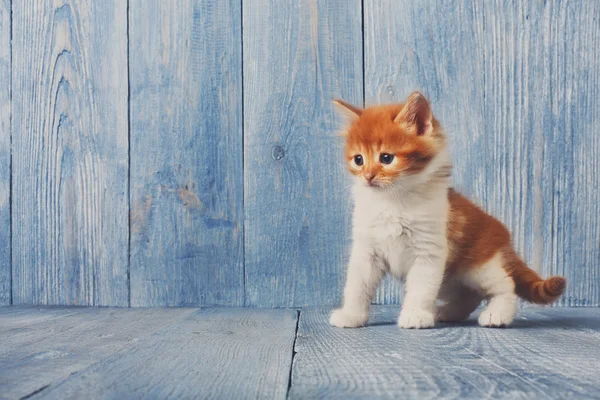 Red orange kitten at blue wood — Stock Photo, Image