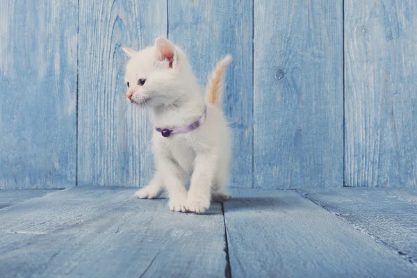 White kitten at blue wood — Stock Photo, Image