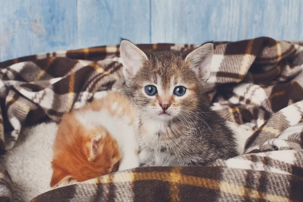 Adorable gatito gris en manta a cuadros —  Fotos de Stock