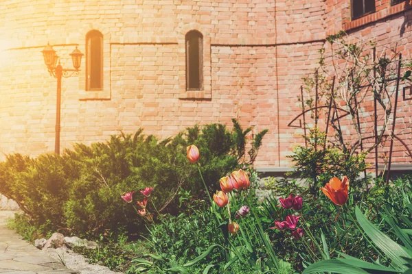 Tulpaner i trädgården, landskapsplanering. — Stockfoto