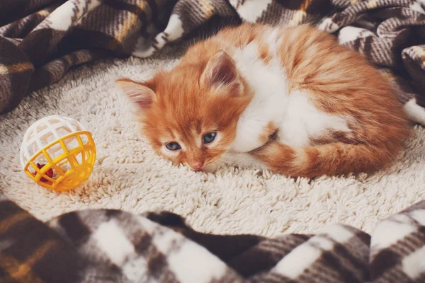 Gatito naranja rojo en madera azul — Foto de Stock