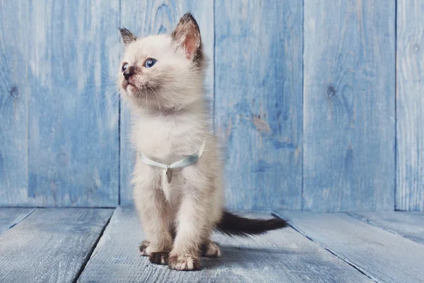 White siamese kitten at blue wood — Stock Photo, Image