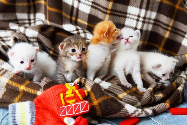 Gatito recién nacido blanco y naranja en una manta a cuadros — Foto de Stock