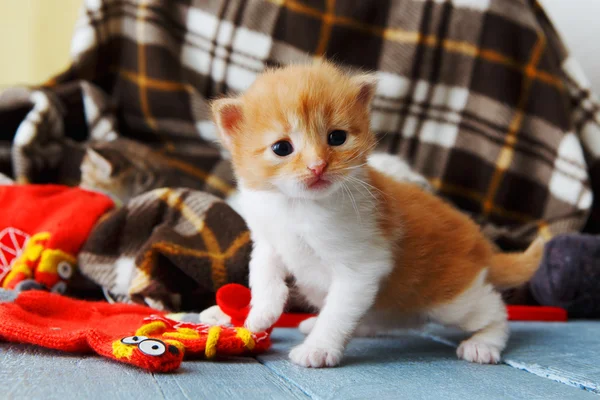 Vörös narancs újszülött cica egy kockás takaró — Stock Fotó