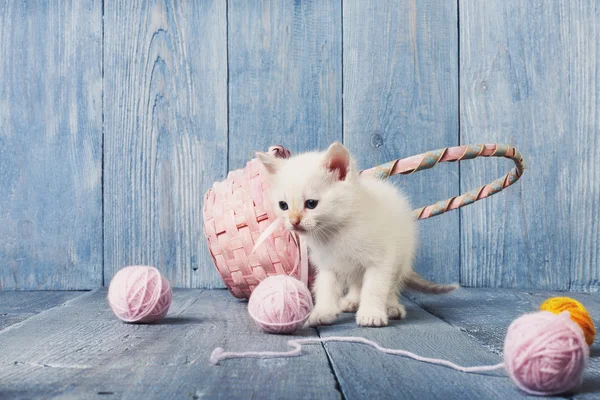Weiße Kätzchen auf blauem Holz — Stockfoto
