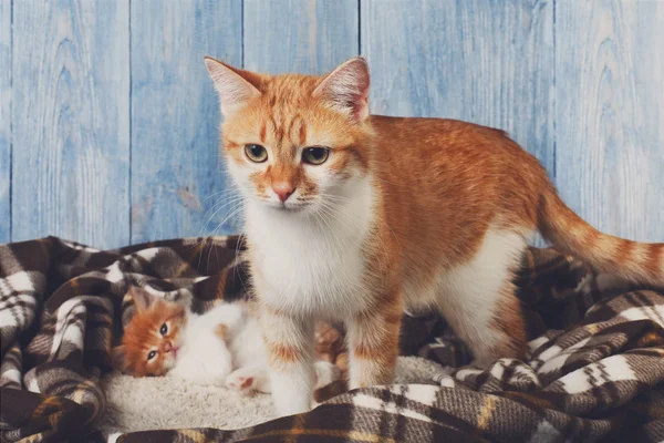 Gato jengibre con su gatito en manta a cuadros —  Fotos de Stock