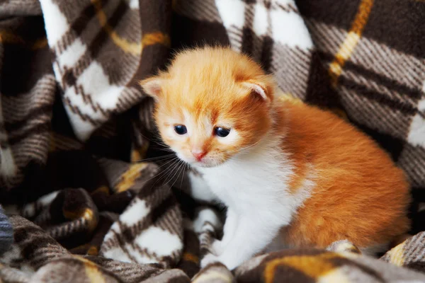 Κόκκινο πορτοκαλί νεογέννητος γατάκι σε ένα καρό κουβέρτα — Φωτογραφία Αρχείου