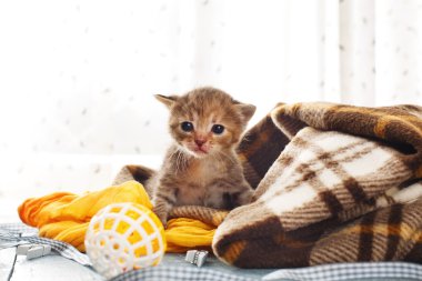 Ekose battaniye de gri şeritli yeni doğan kedi