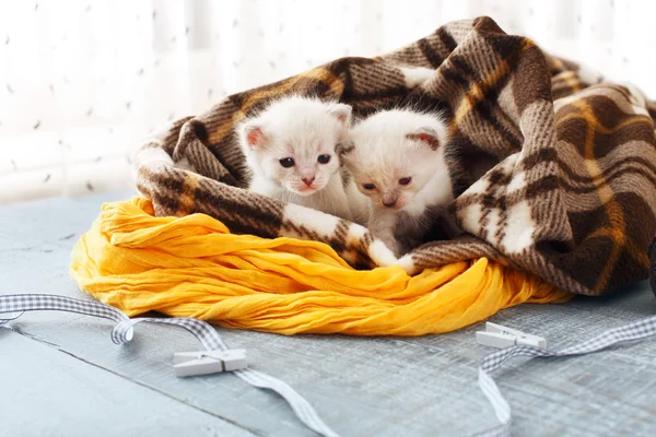 Gatitos blancos recién nacidos en una manta a cuadros —  Fotos de Stock