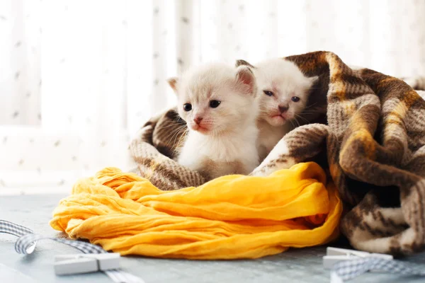 Chatons nouveau-nés blancs dans une couverture à carreaux — Photo