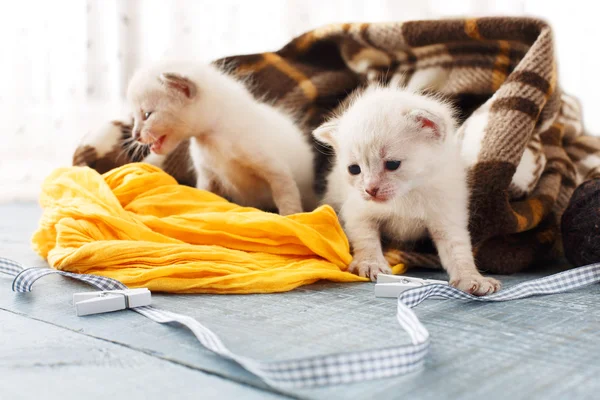 Gatitos blancos recién nacidos en una manta a cuadros —  Fotos de Stock