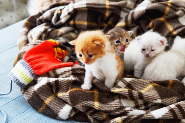 Gatito recién nacido blanco y naranja en una manta a cuadros —  Fotos de Stock