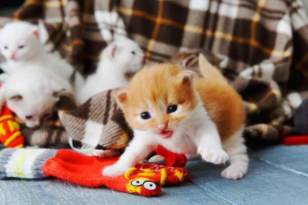 Gatito recién nacido rojo anaranjado en una manta a cuadros —  Fotos de Stock