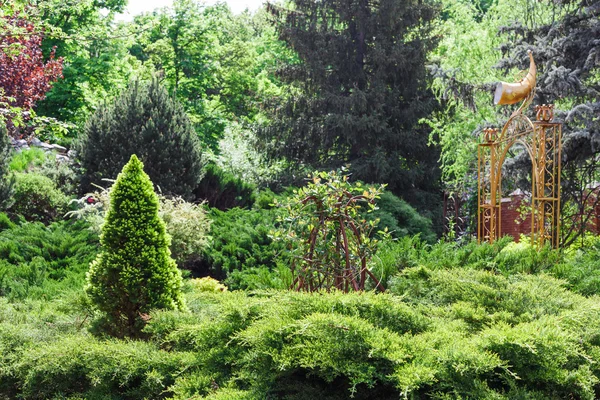 Ontwerp van het landschap, fir groenblijvende bomen en struiken — Stockfoto