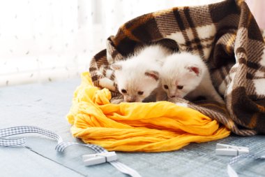 Ekose battaniye içinde beyaz Newborn yavru kedi