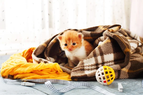 Gatito recién nacido rojo anaranjado en una manta a cuadros — Foto de Stock