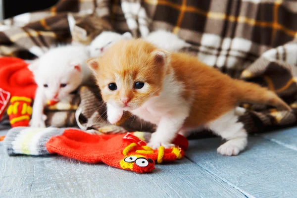 Gatito recién nacido rojo anaranjado en una manta a cuadros — Foto de Stock